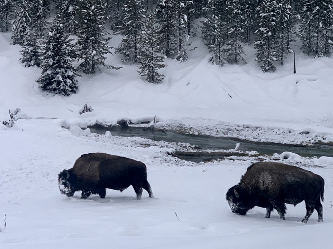 Cabins (United States of America, Gardiner, Montana)