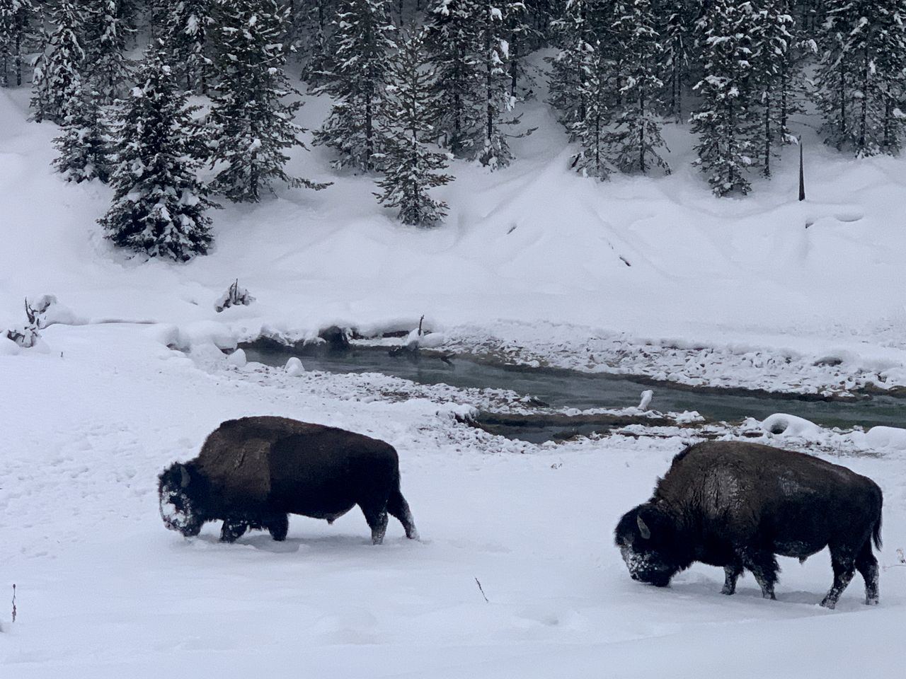 Creekside Cabin Rental Minutes from Yellowstone National Park in Gardiner, Montana