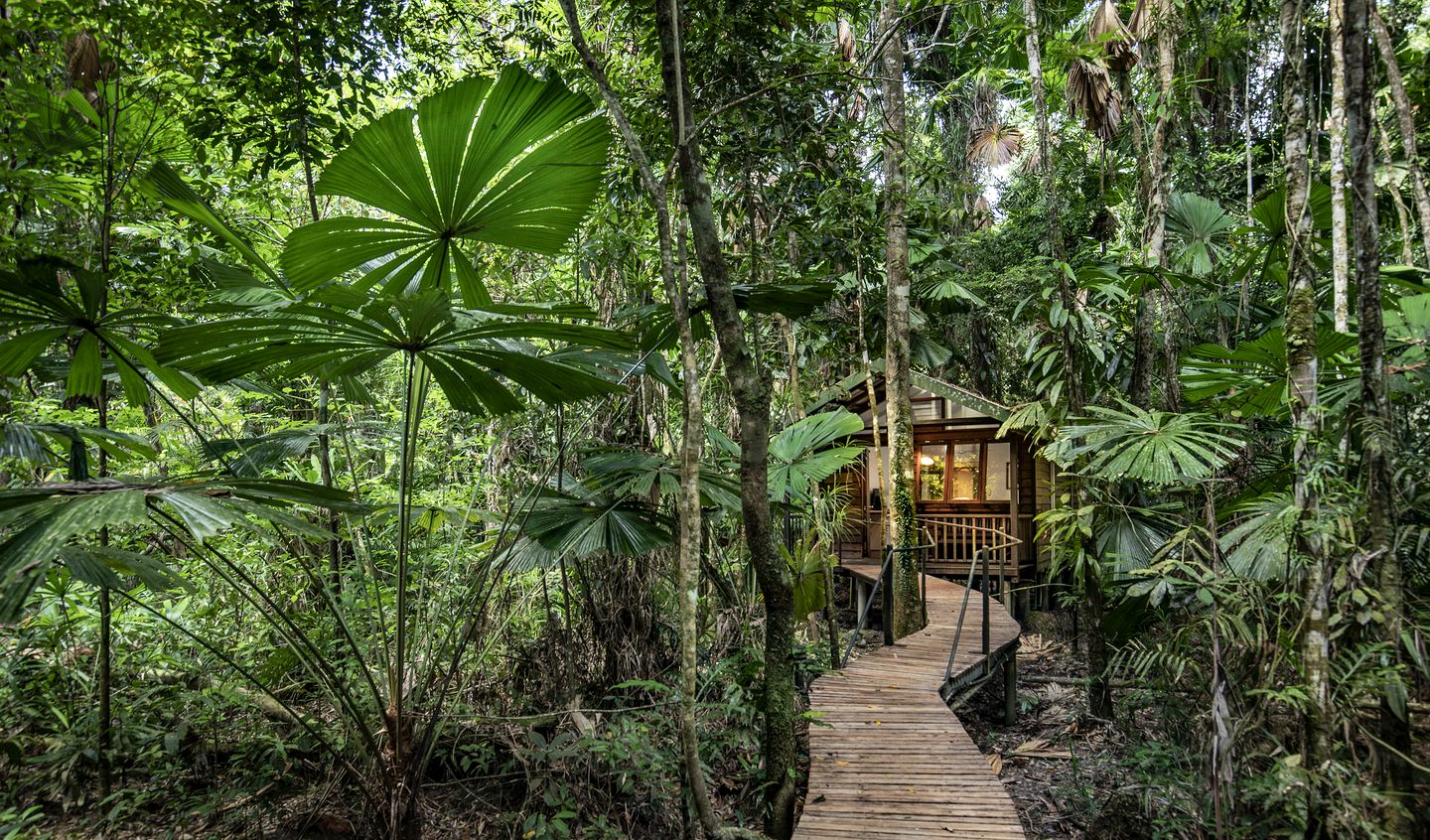 Tropical Luxury Tree House near the Beach in the Daintree Rainforest of Australia