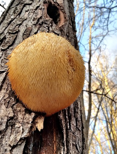 Cottages (United States of America, Fairfax Station, Virginia)