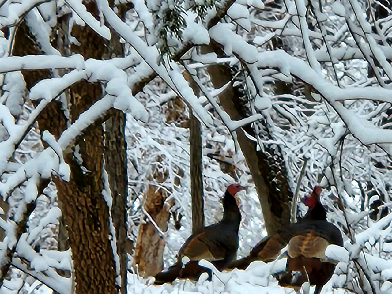 Traditional 1920's Cottage for a Secluded Getaway in the Shenandoah Valley, Virginia