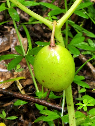 Cottages (United States of America, Fairfax Station, Virginia)