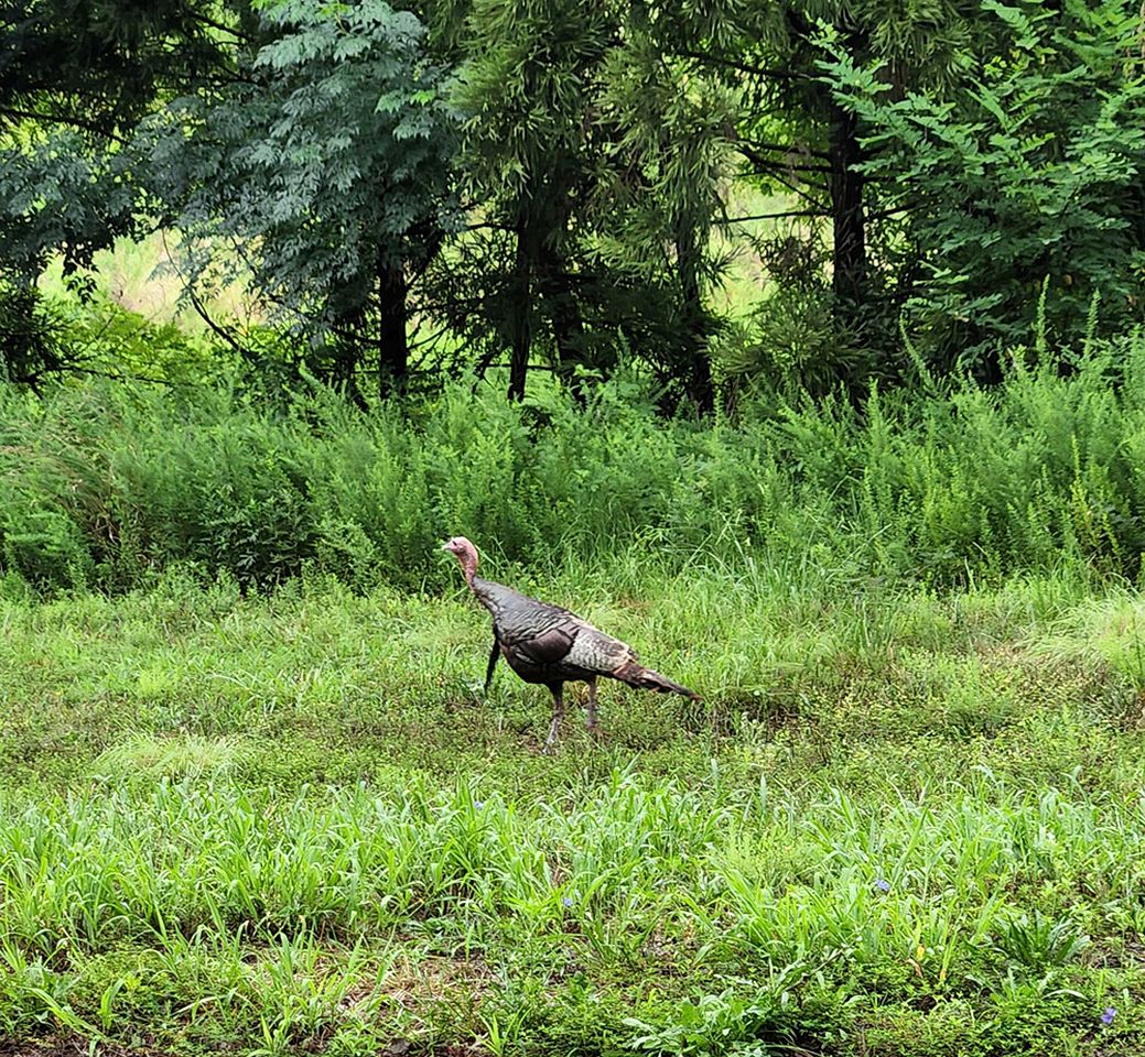 Traditional 1920's Cottage for a Secluded Getaway in the Shenandoah Valley, Virginia