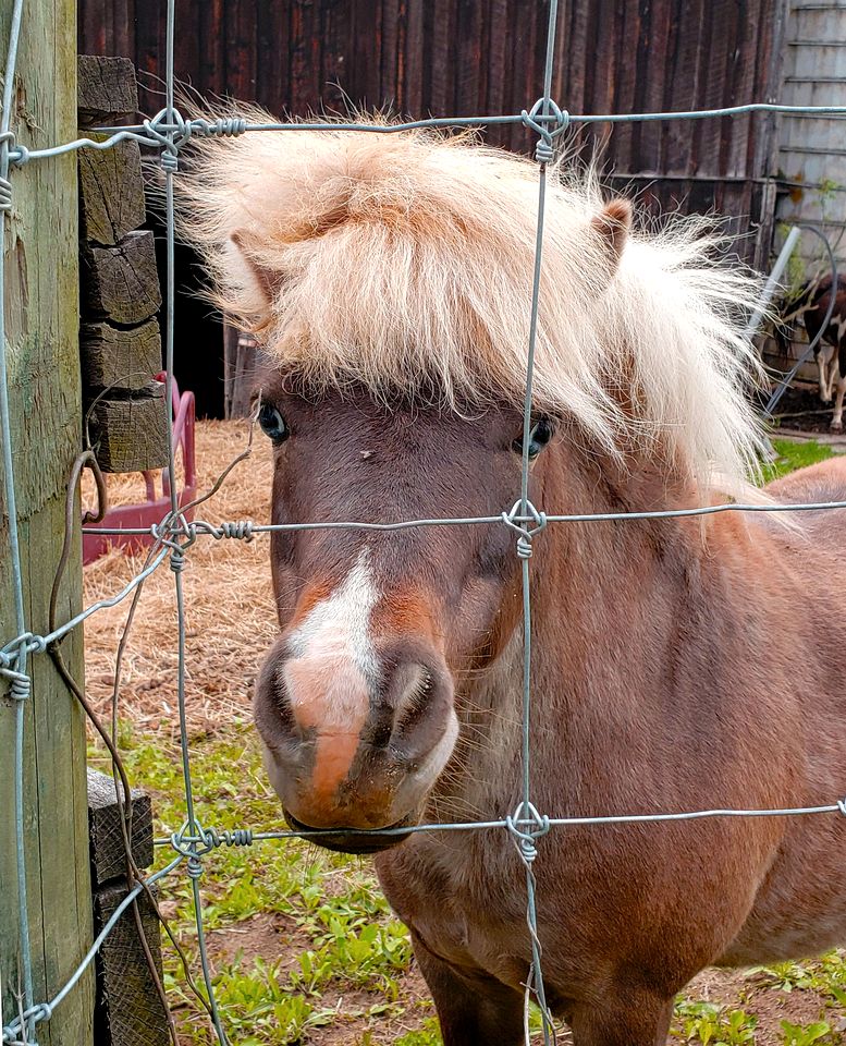 Traditional 1920's Cottage for a Secluded Getaway in the Shenandoah Valley, Virginia