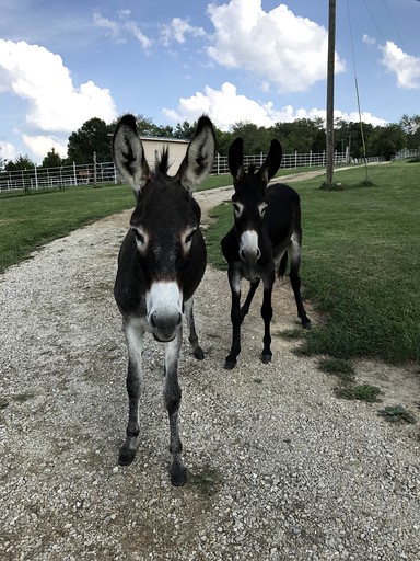 Cabins (Leslie, Missouri, United States of America)