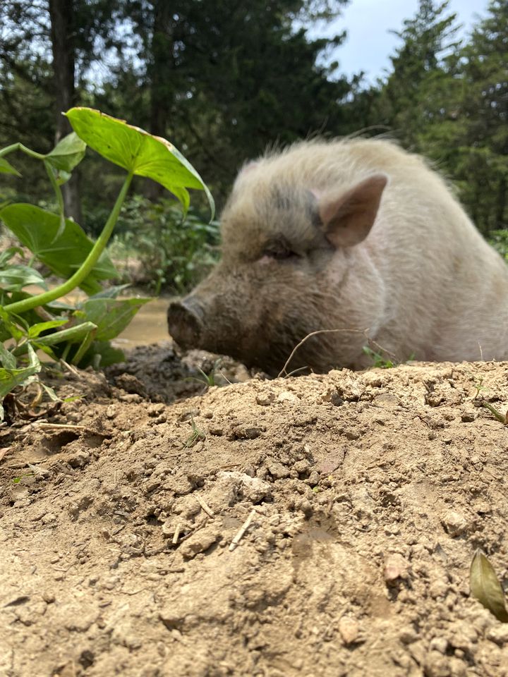 Riverside Cabin Rental near St. Louis, Missouri