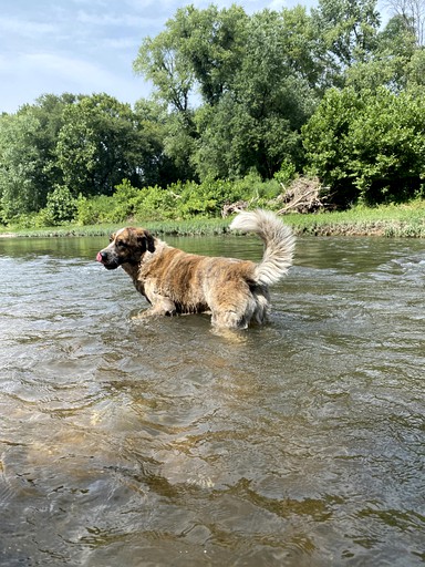 Cabins (Leslie, Missouri, United States of America)