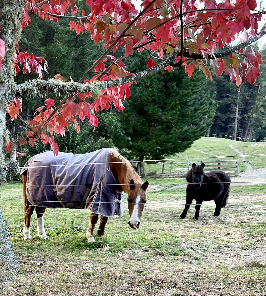 Deluxe Cabin Rental in Stunning Setting near Tasman, South Island