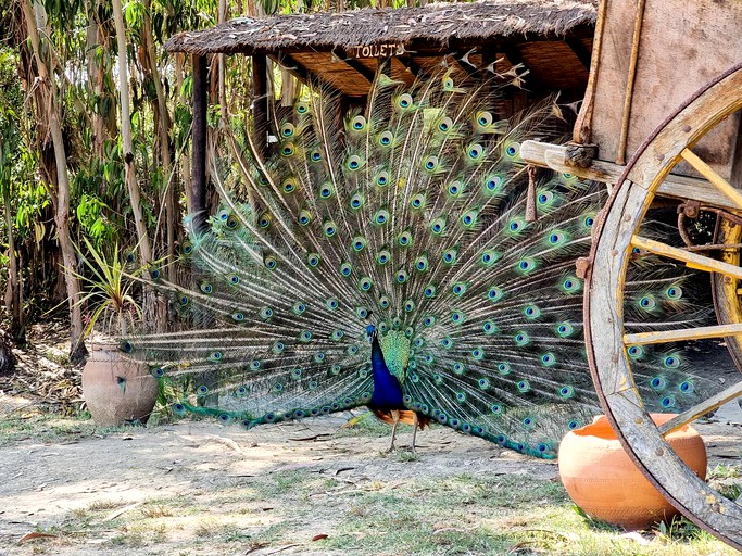Cabins (São Teotónio, Beja District, Portugal)