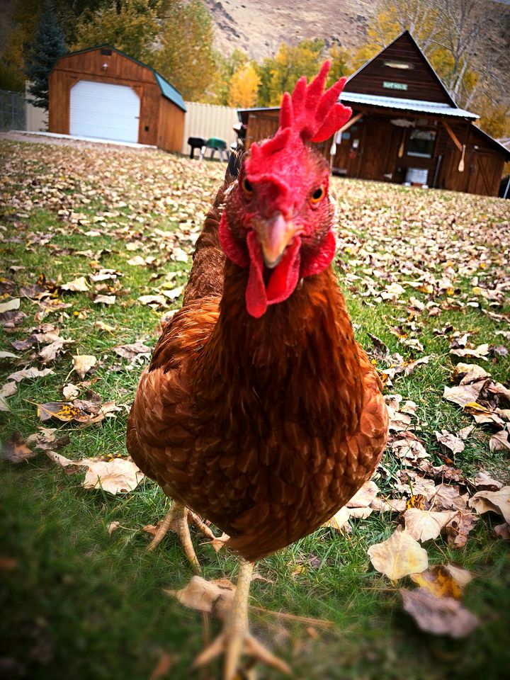 Comfortable Vacation Rental for a Fishing Getaway on the Bitterroot River, Montana