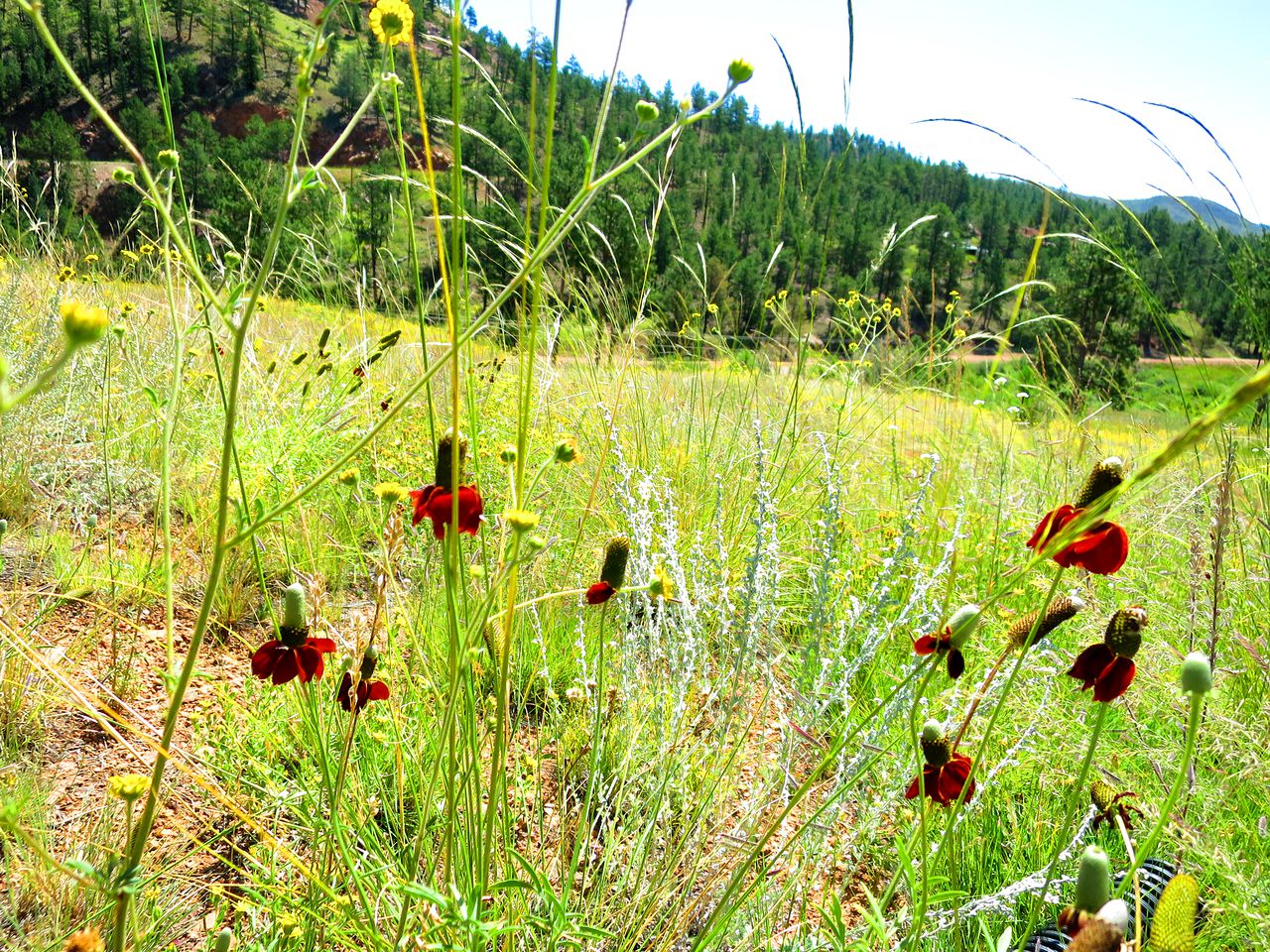 Enchanting Cabin Rental near Colorado Springs, Colorado