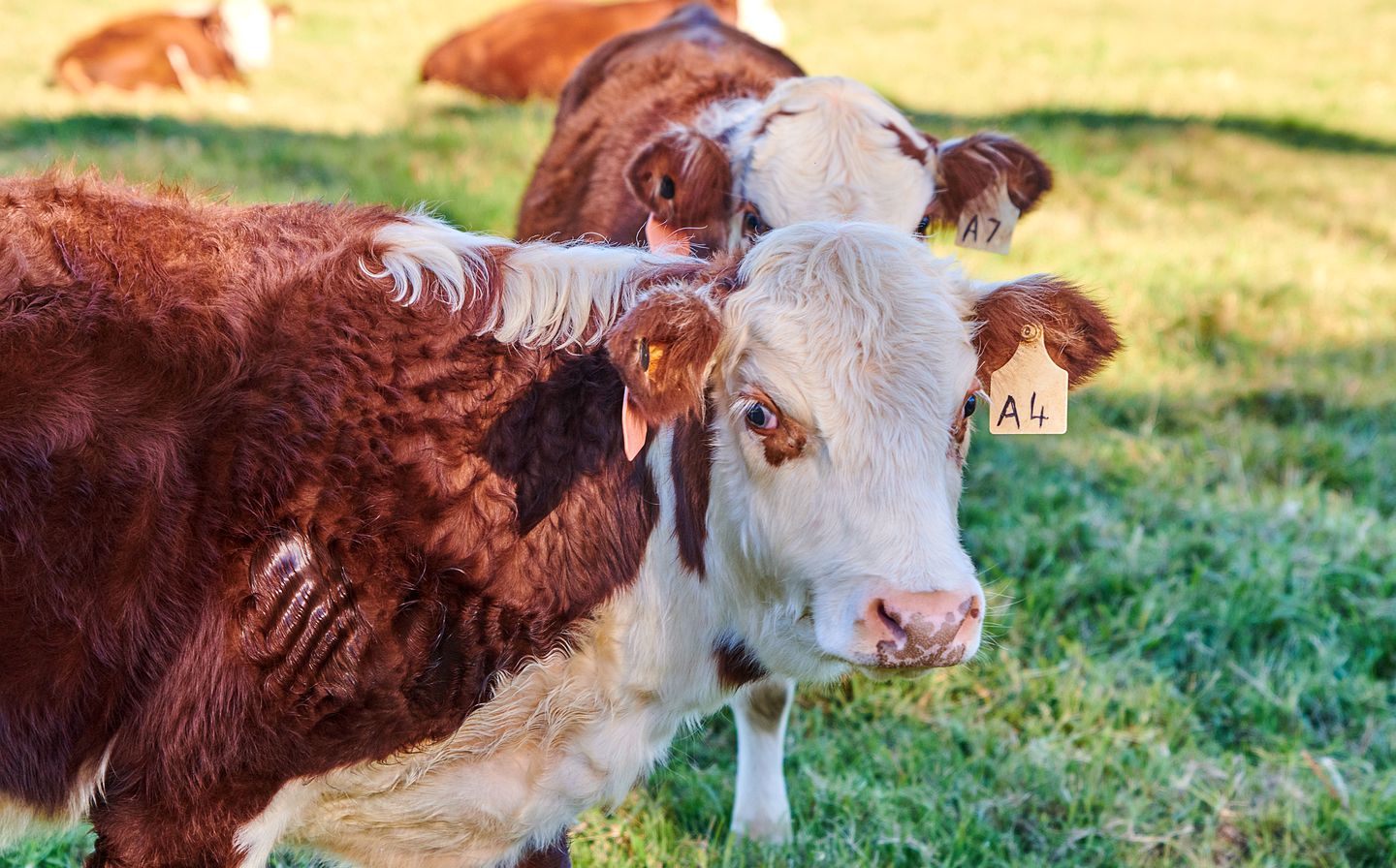 Luxury Cottage Nestled in the Byron Bay Hinterland of New South Wales