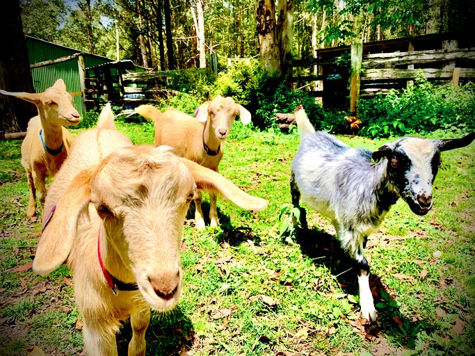 Safari Tents (Warranulla, New South Wales, Australia)