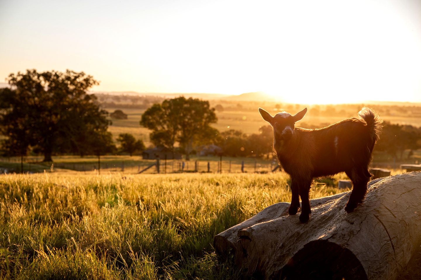 Charming Countryside Cottage Rental in Mansfield Mount Buller, Australia