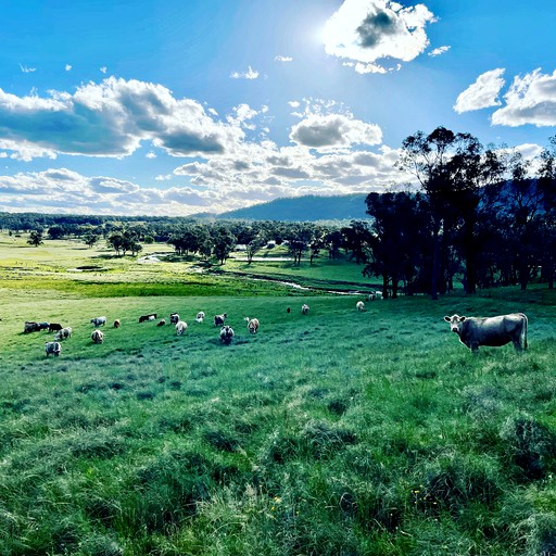 Cottages (Australia, Tenterfield, New South Wales)