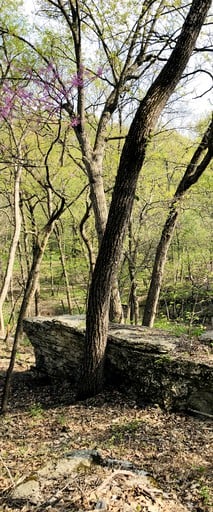 Tree Houses (United States of America, Excelsior Springs, Missouri)