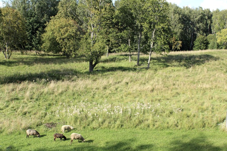 Safari Tents (Lielstraupe, North Latvia, Latvia)