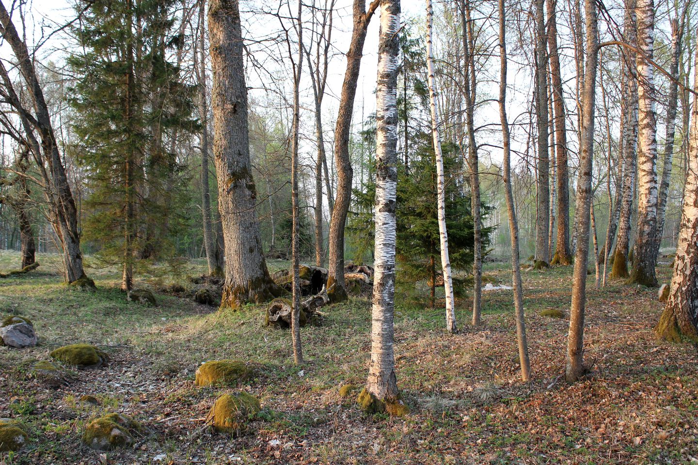 Wildness Collective Retreat and Studio - Wild Birch Cabin