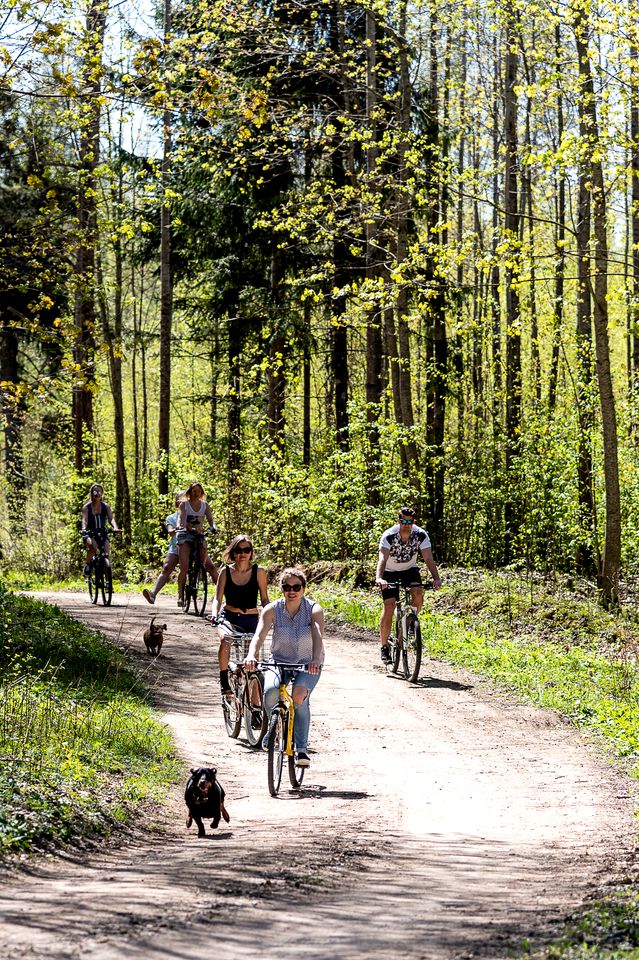 Wildness Collective Retreat and Studio - Wild Birch Cabin