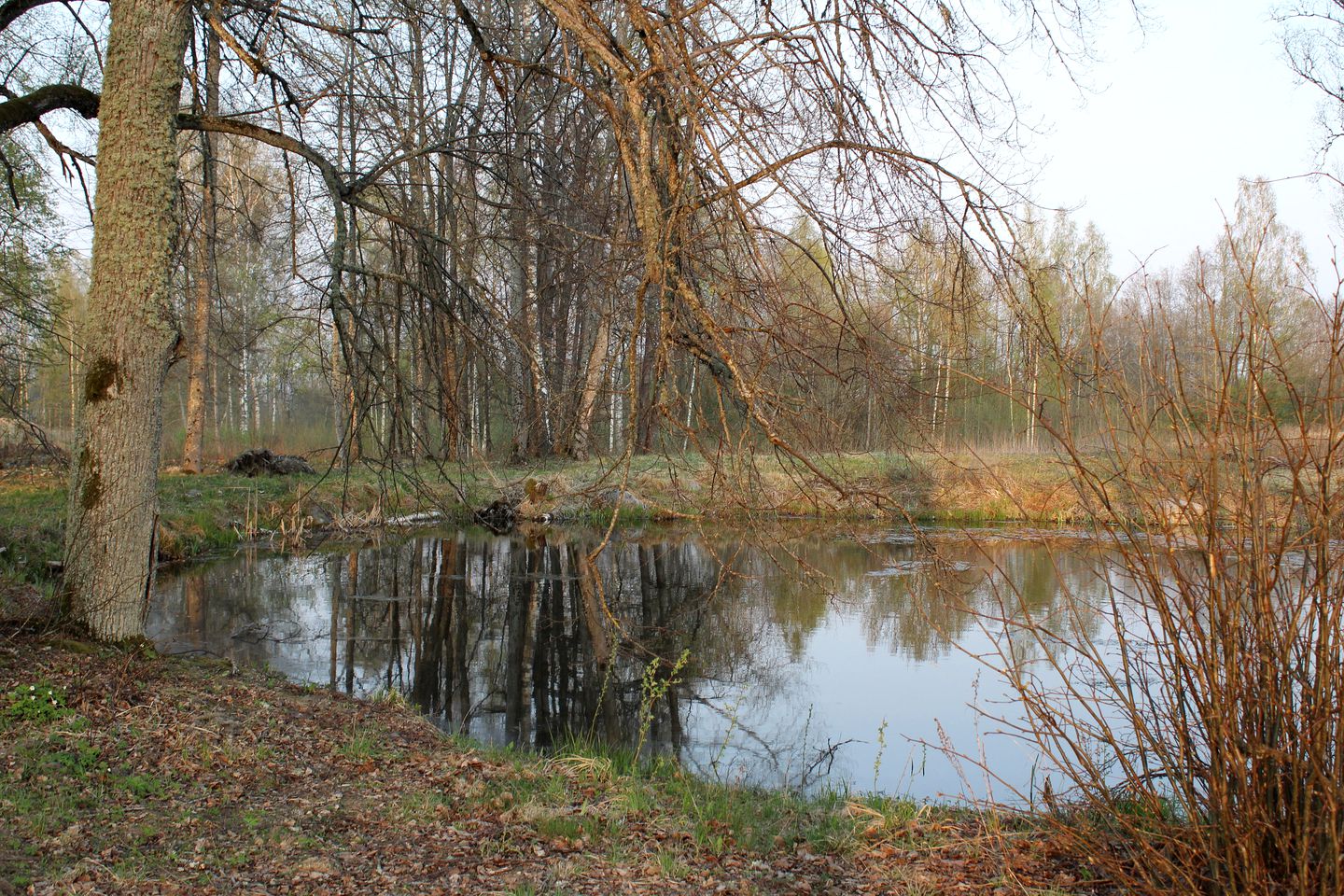 Wildness Collective Retreat and Studio - Wild Birch Cabin