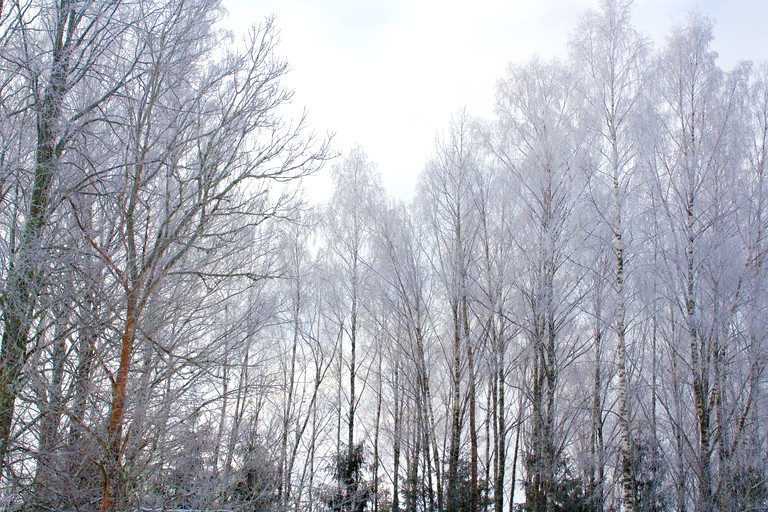 Cabins (Lielstraupe, North Latvia, Latvia)
