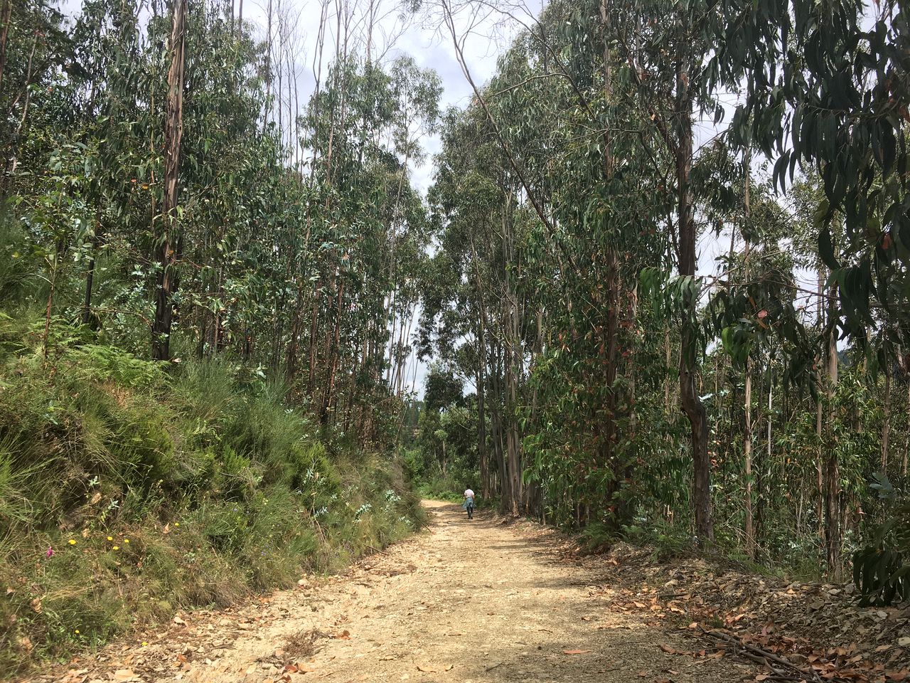 Magical Coimbra Accommodation for Glamping in Portugal