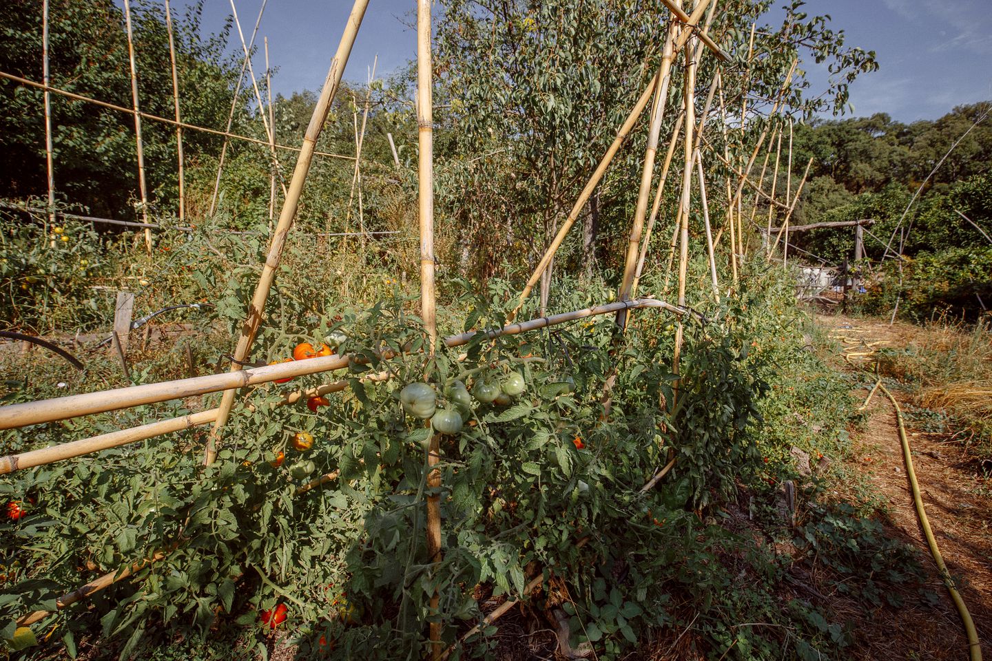 Beautiful Yurt Rental on a Permacultural Farm for Glamping in Andalucía