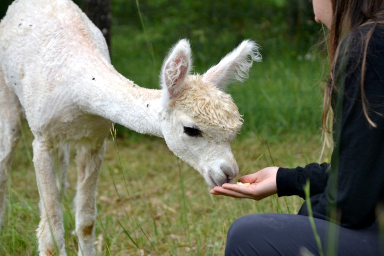 Safari Tents (Nouvelle-Aquitaine, France)