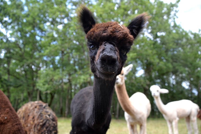 Safari Tents (Nouvelle-Aquitaine, France)