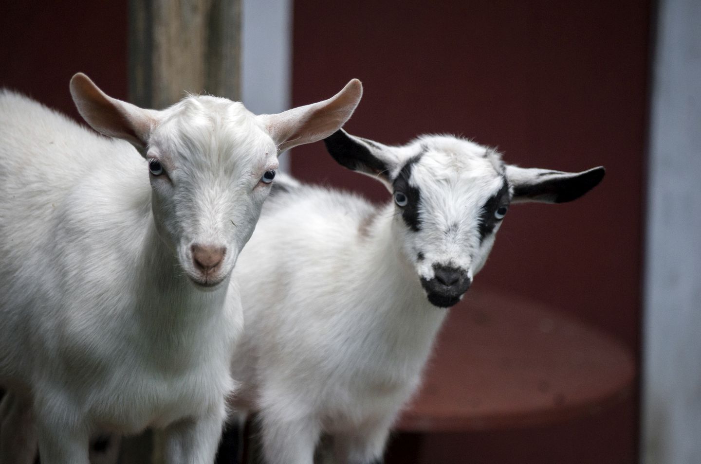 Gorgeous Tent Rental Great for Glamping in Ohio