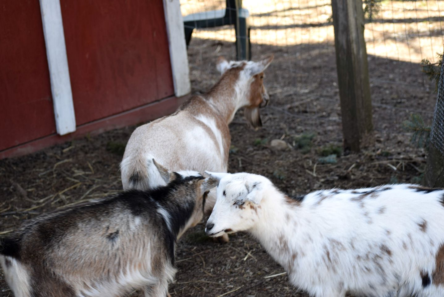 Gorgeous Tent Rental Great for Glamping in Ohio