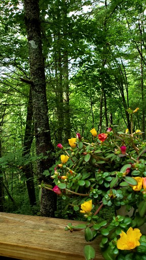 Cabins (Sky Valley, Georgia, United States)