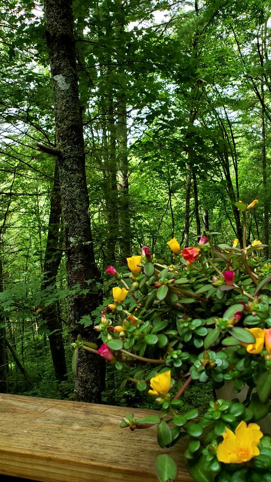 Rustic Tree Top Cabin in Sky Valley, Georgia