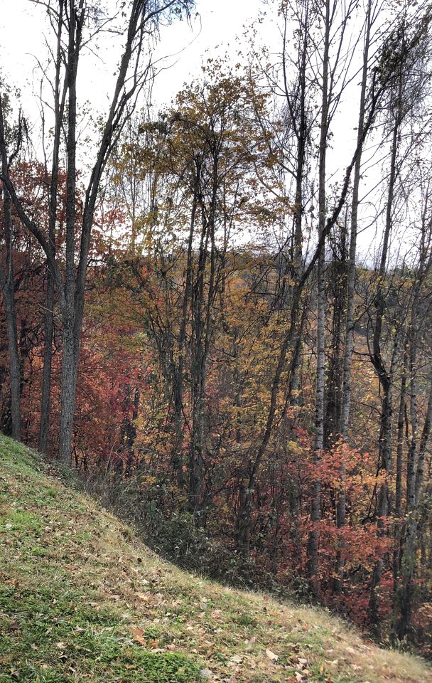 Rustic Tree Top Cabin in Sky Valley, Georgia
