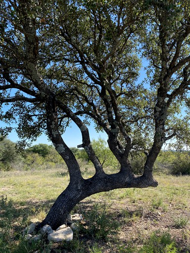 Cabins (Texas, United States of America)