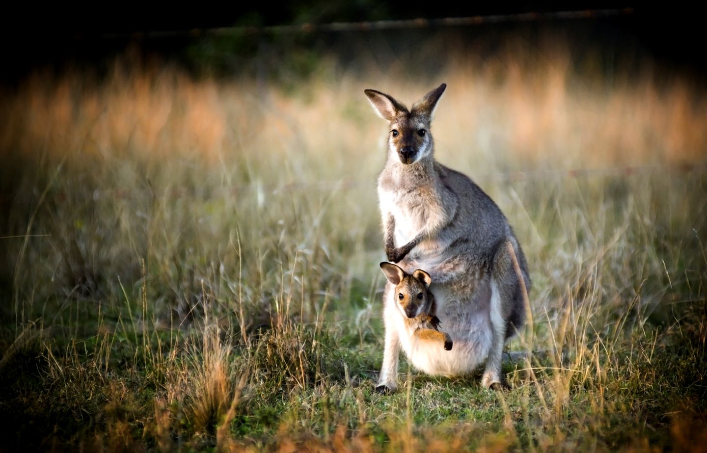 Tiny Nanook in Kanimbla, New South Wales