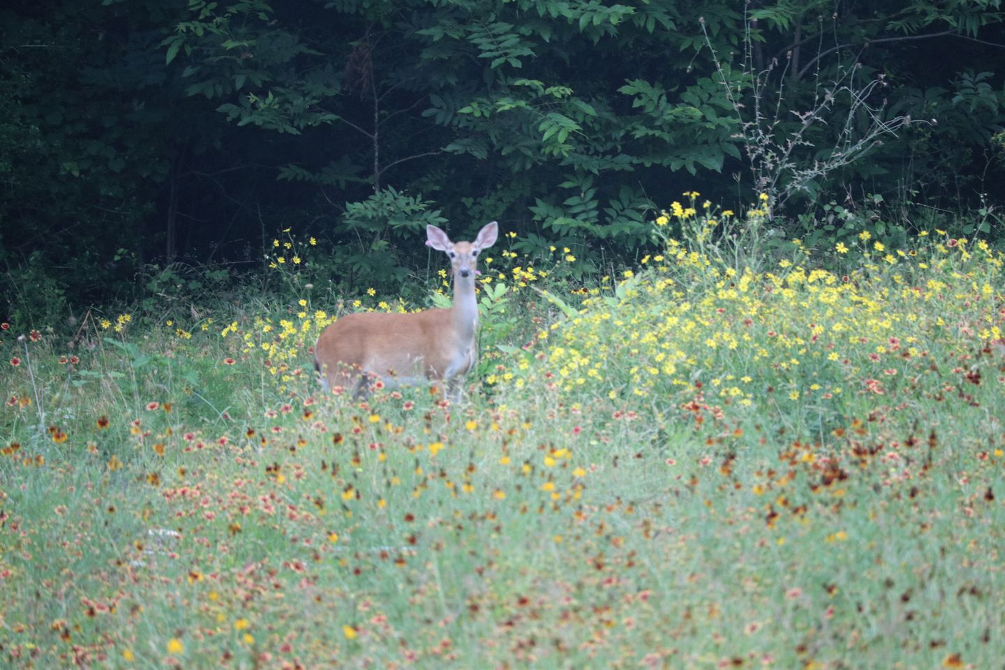 Gorgeous Texas Glamping Retreat in Lockhart