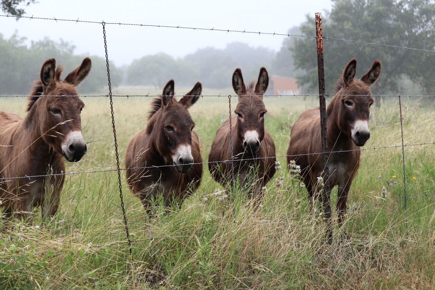 Gorgeous Texas Glamping Retreat in Lockhart