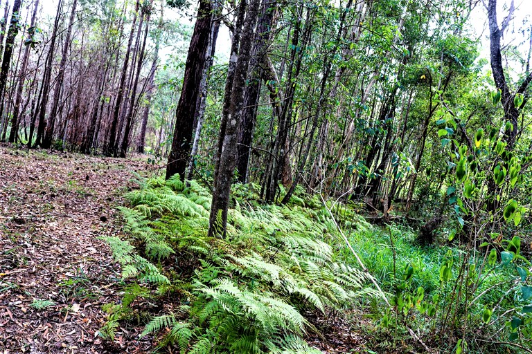 Barns (Sunshine Coast, Queensland, Australia)