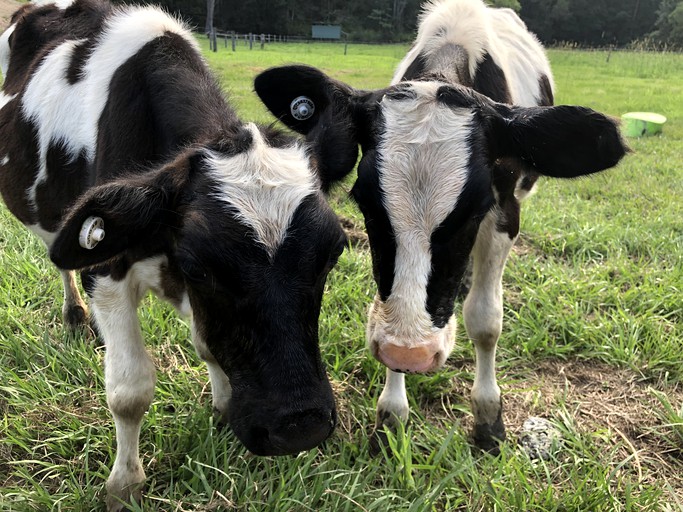 Barns (Sunshine Coast, Queensland, Australia)