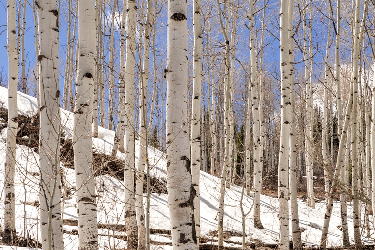 Cabins (Clark, Colorado, United States of America)