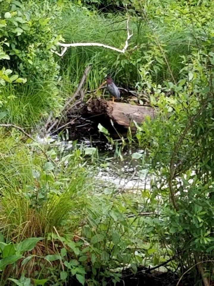 Idyllic Tiny House with a Chiminea Ideal for Weekend Getaways from Boston