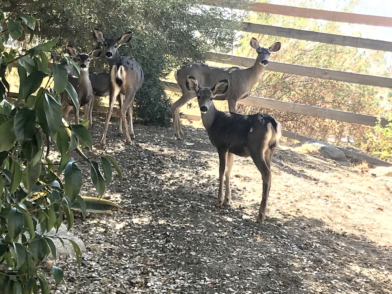 Homey Luxury Camping Rental for Seven near Bakersfield, California