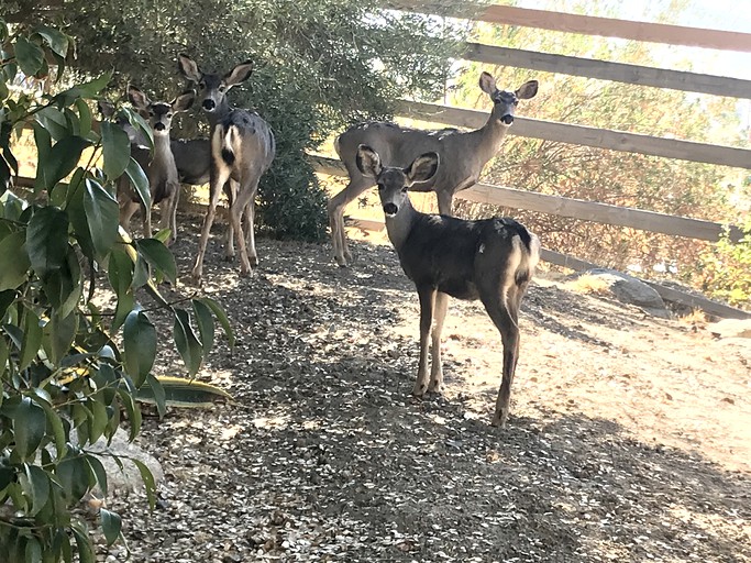 Vacation Rentals (Kernville, California, United States of America)