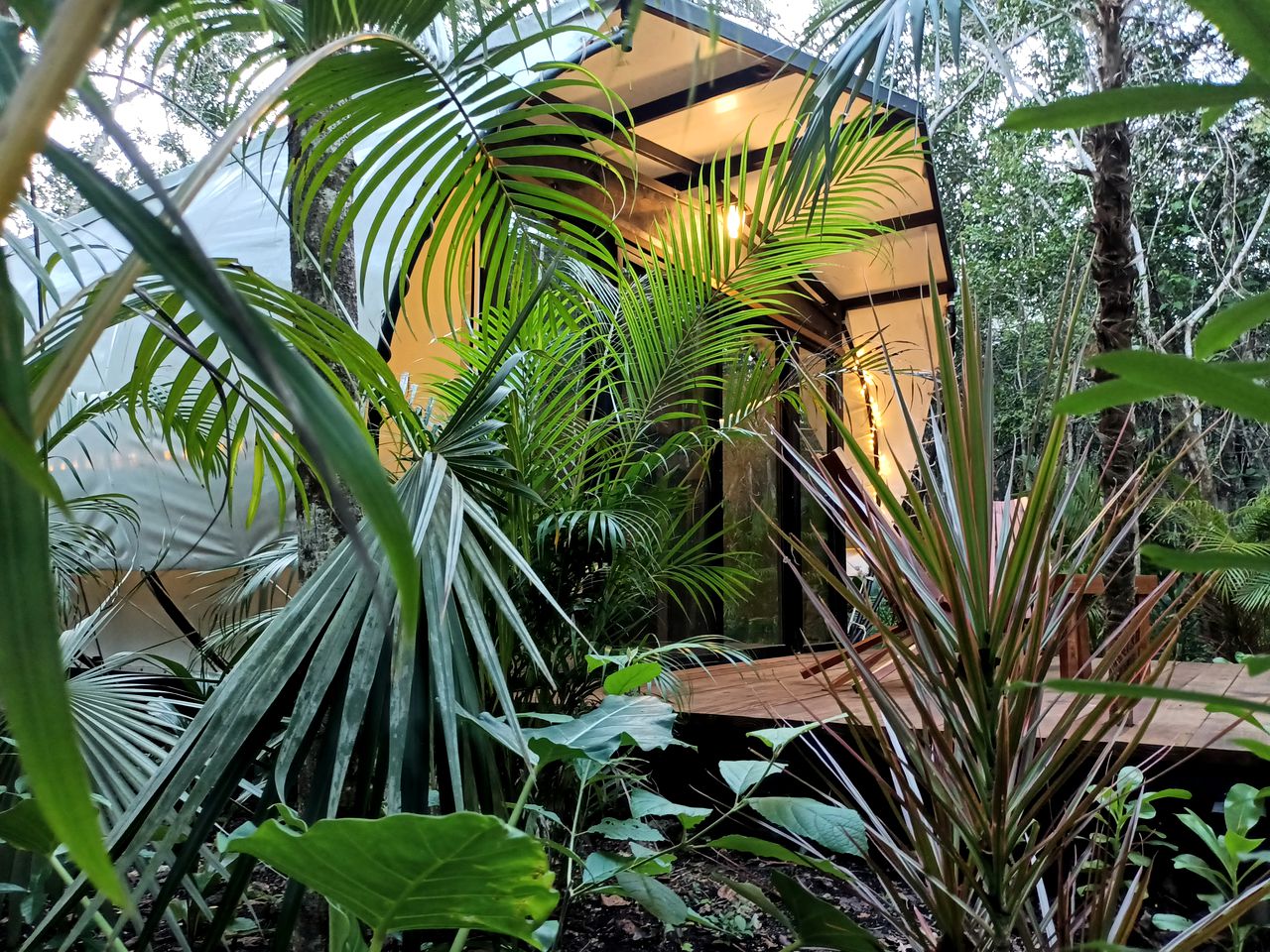 Equipped Tented Cabin Nestled Among the Towering Trees in Mexico