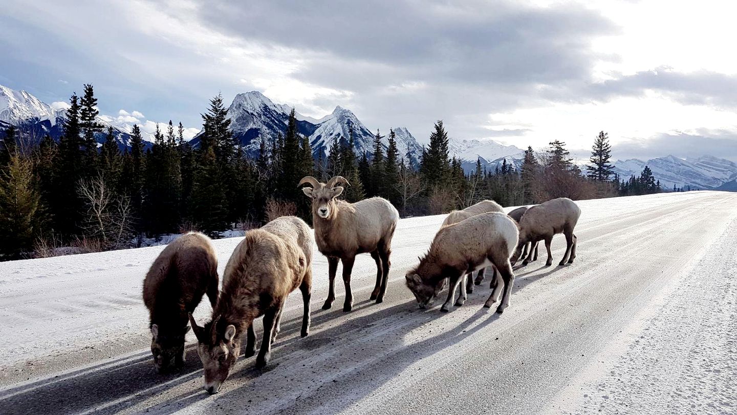 Luxury Cabin Rental for Two with BBQ and Fire Table in Nordegg, Alberta