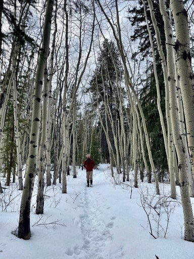 Cabins (Canada, Nordegg, Alberta)