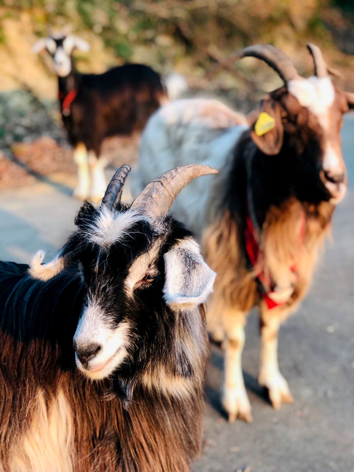 Charming Vacation Rental with a Shared Pool near Biarritz, South-West France
