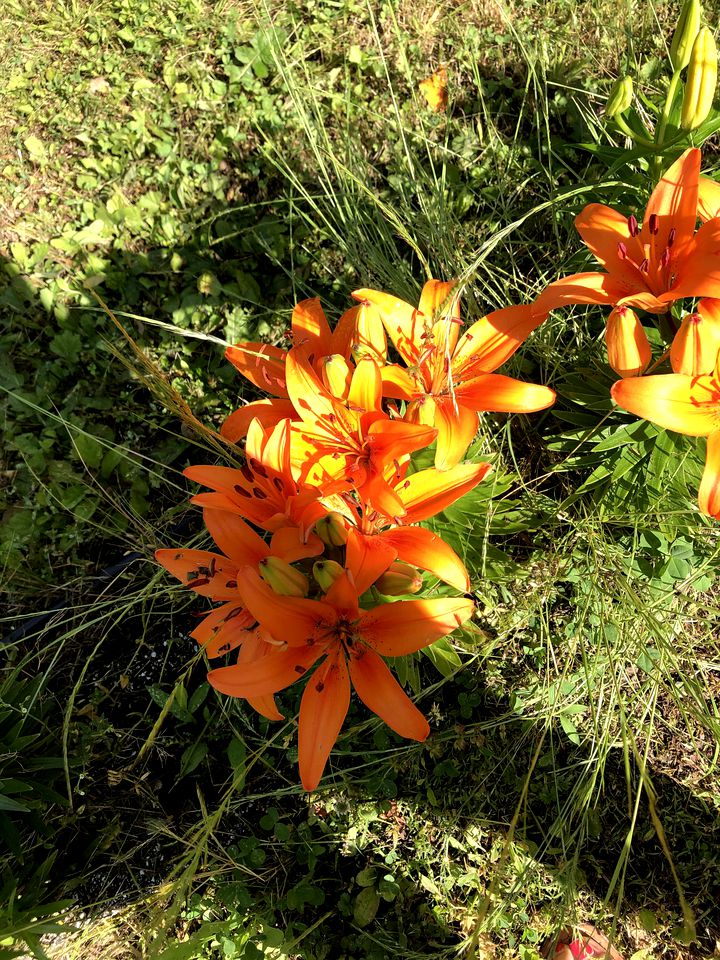 Charming Cabin with Views of the Great Smoky Mountains in Whittier, North Carolina