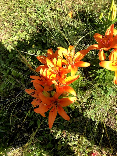 Cabins (Whittier, North Carolina, United States)